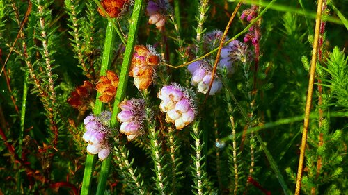 Bell Heath — foto 1 di 32