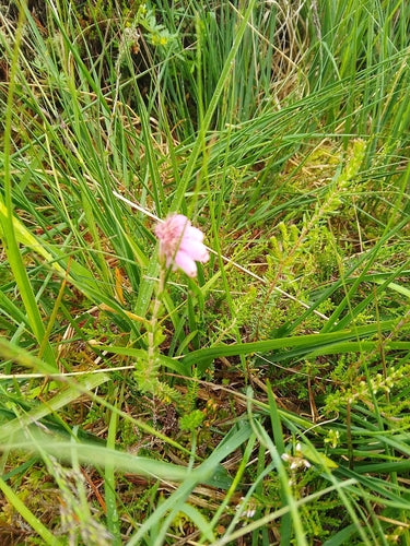 Bell Heath — Bild 2