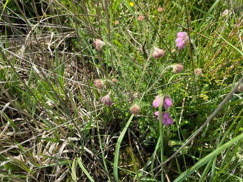 Bell Heath — foto 5 di 32