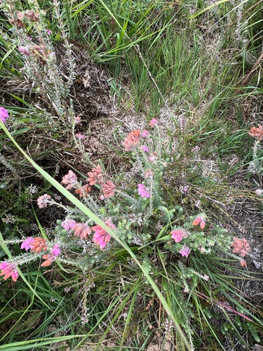 Bell Heath — Bild 4