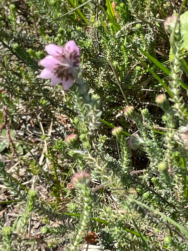 Bell Heath — foto 2 di 32