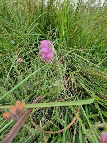 Bell Heath — Bild 5