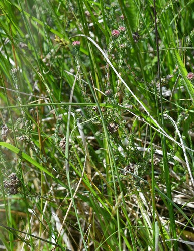 Bell Heath — foto 4 di 32