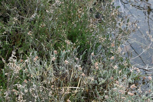Bell Heath — foto 3 di 32