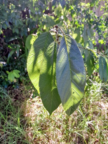 Ciliegia campana — Bild 4