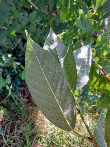 Ciliegia campana — Bild 3