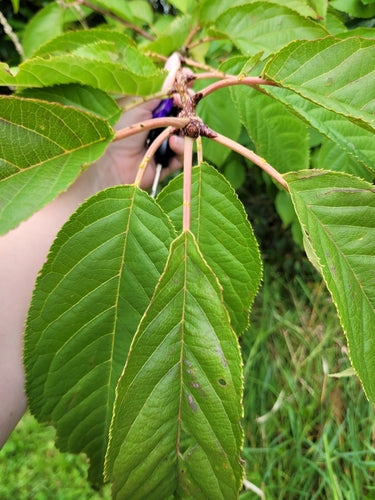 Ciliegia campana — Bild 2