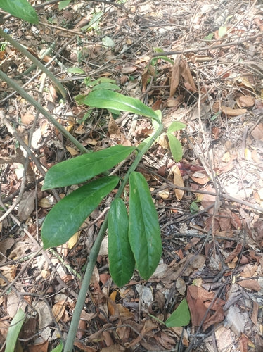 Piuma fortunata — Bild 5