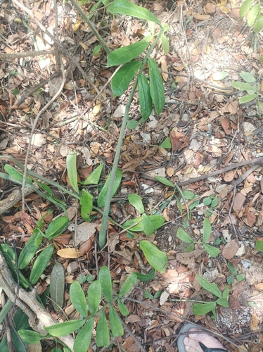 Piuma fortunata — Bild 4