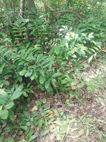 Piuma fortunata — Bild 3