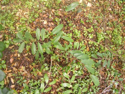 Piuma fortunata — Bild 2