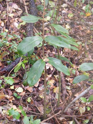 Piuma fortunata — Bild 3
