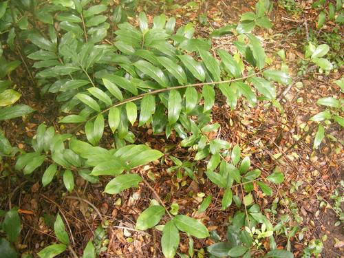 Piuma fortunata — Bild 4