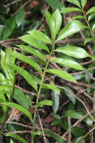 Piuma fortunata — Bild 2