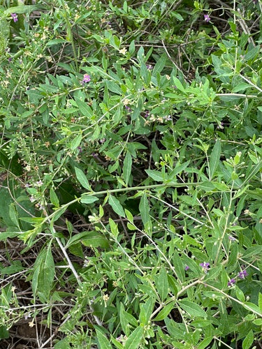 Bacche di Goji — foto 3 di 8