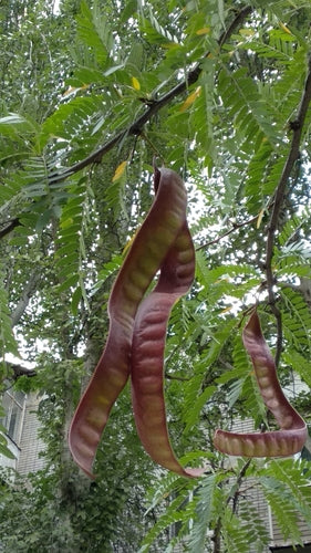 Cursore d'oro — Bild 3