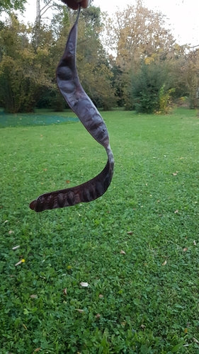 Cursore d'oro — Bild 5