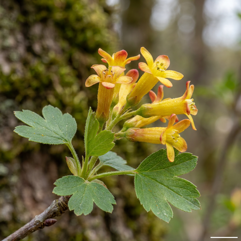 Ribes d'oro