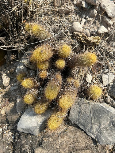 Cactus spinoso d'oro — foto 5 di 5