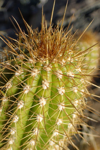Cactus torcia d'oro — Bild 5