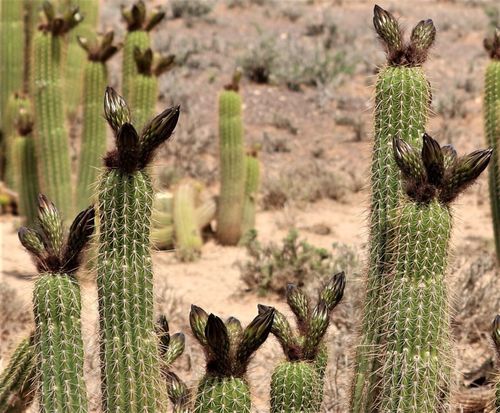 Cactus torcia d'oro — Bild 4