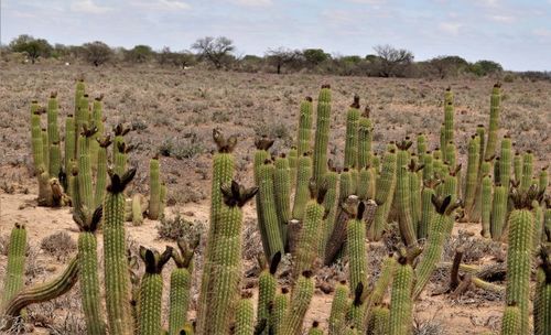 Cactus torcia d'oro — Bild 3