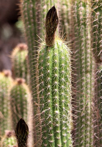 Cactus torcia d'oro — Bild 2