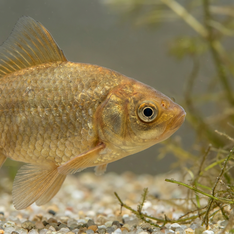 Pesce rosso