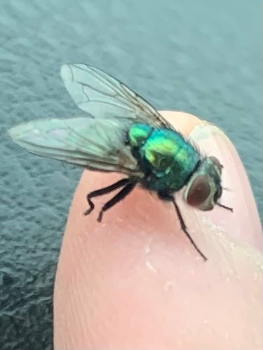 Mosca d'oro — foto 4 di 10