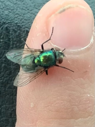 Mosca d'oro — foto 3 di 10