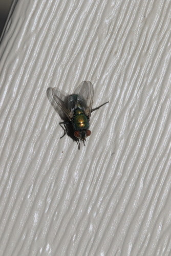 Mosca d'oro — foto 5 di 10