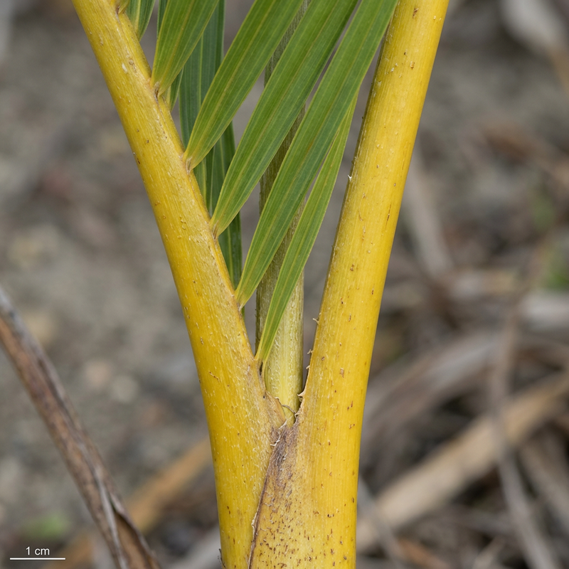 Palma da frutto dorata
