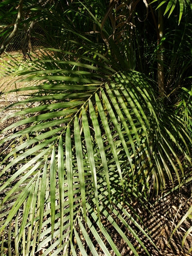 Palma da frutto dorata — Bild 5