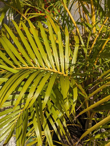 Palma da frutto dorata — Bild 3