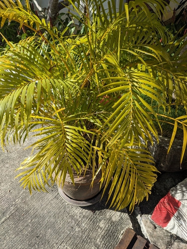 Palma da frutto dorata — Bild 2