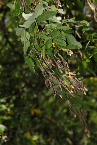 Pioggia dorata — Bild 3