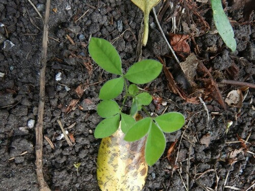 Pioggia dorata — Bild 4