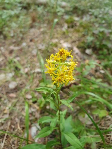Verga d'oro — foto 3 di 44