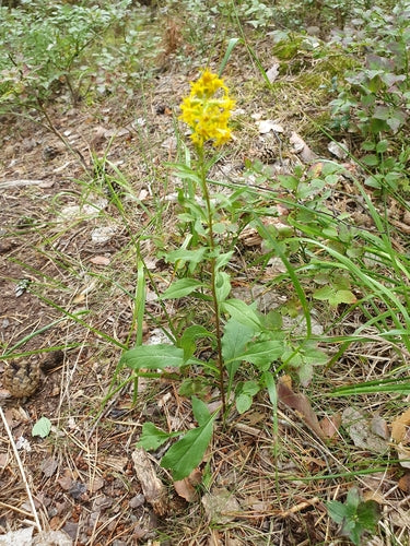 Verga d'oro — foto 2 di 44