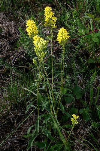 Verga d'oro — Bild 2