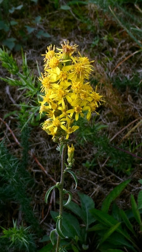 Verga d'oro — Bild 1