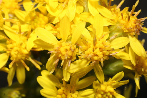 Verga d'oro — Bild 5