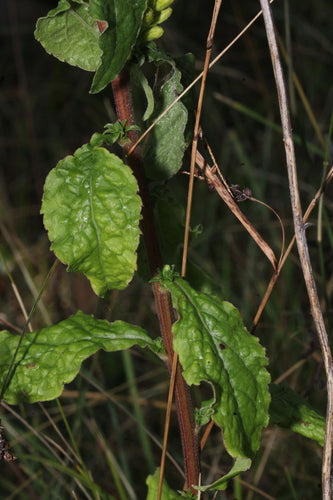 Verga d'oro — Bild 4