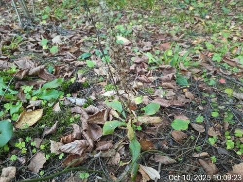 Verga d'oro — foto 5 di 44