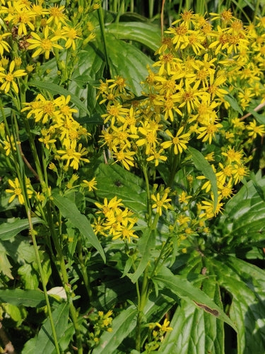 Verga d'oro — foto 1 di 44