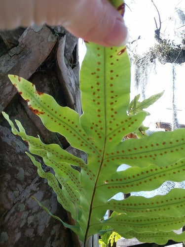 Felce maculata dorata — Bild 5