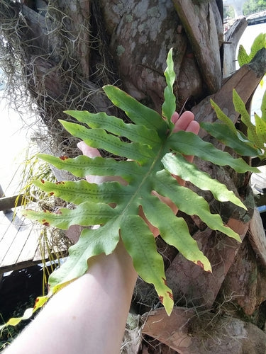 Felce maculata dorata — Bild 4