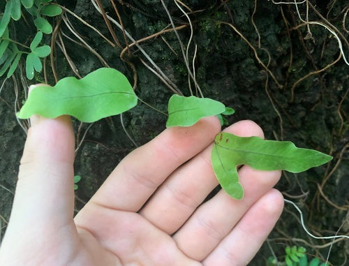Felce maculata dorata — Bild 3