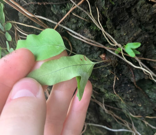 Felce maculata dorata — Bild 2
