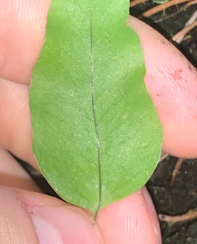 Felce maculata dorata — Bild 1